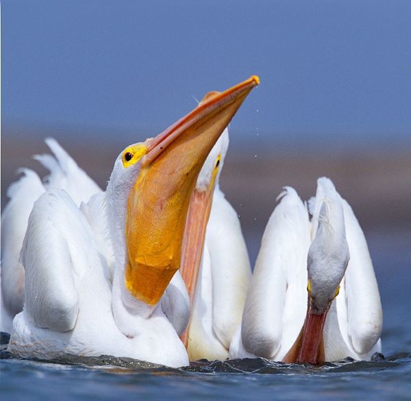 White Pelicans Swallowing Fish
