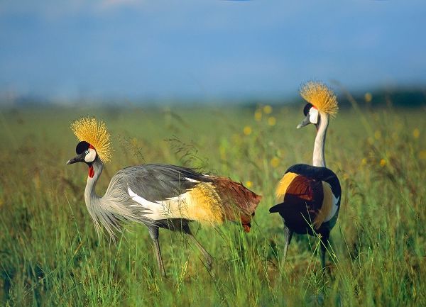 Crowned Cranes-Kenya