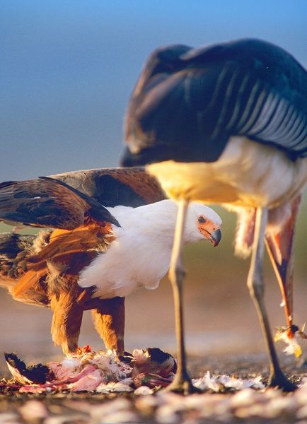 African Fish Eagle and Marabou over Flamigo Carcass-Kenya
