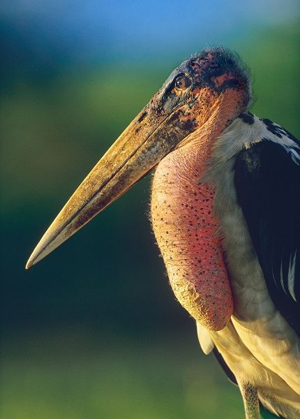 Marabou Stork-Kenya I