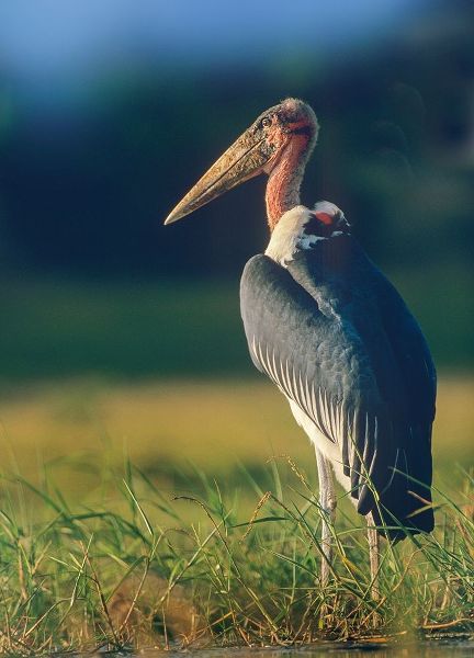 Marabou Stork-Kenya II