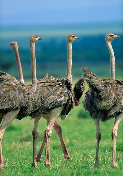 Young Ostriches-Kenya