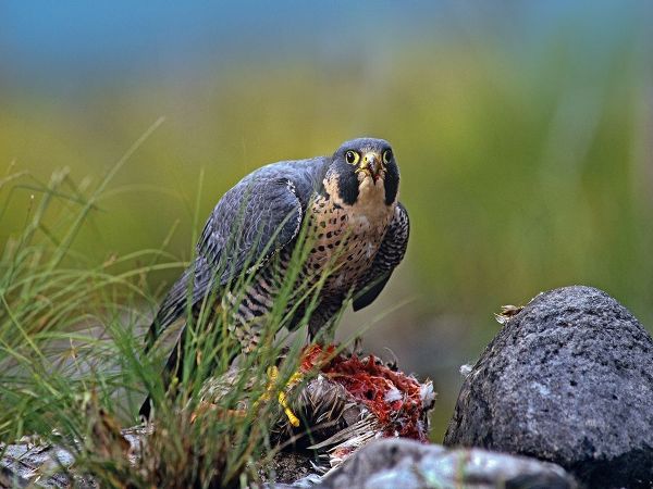 Peregrine Falcon with Duck