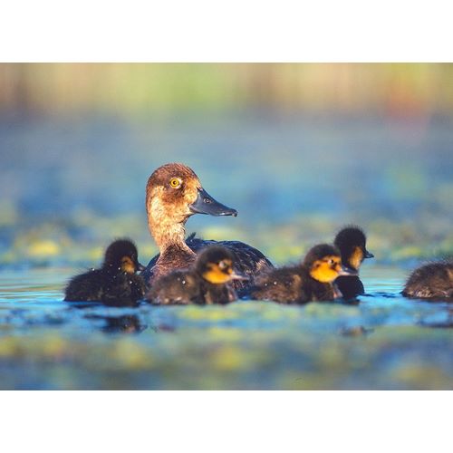 Lesser Scaup Hen with Young