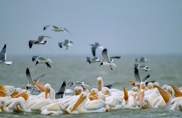 White Pelicans and Gulls Fishing-Texas Coast