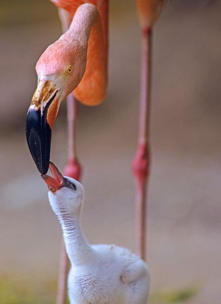 Caribbean Greater Flamingo with Chick