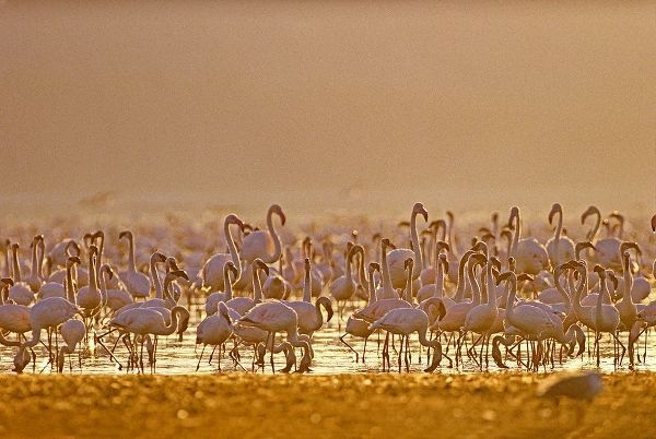 Lesser and Greater Flamingos-Lake Baringo-Kenya