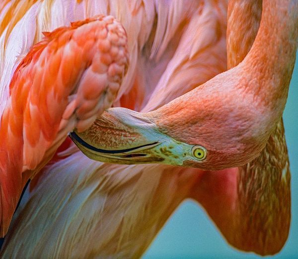Caribbean Greater Flamingo Preening