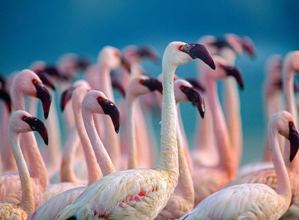 Lesser Flamingos-Kenya