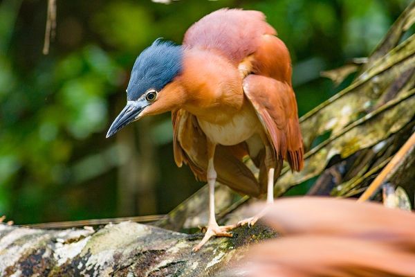 Reddish Heron-Sabah-Malaysia