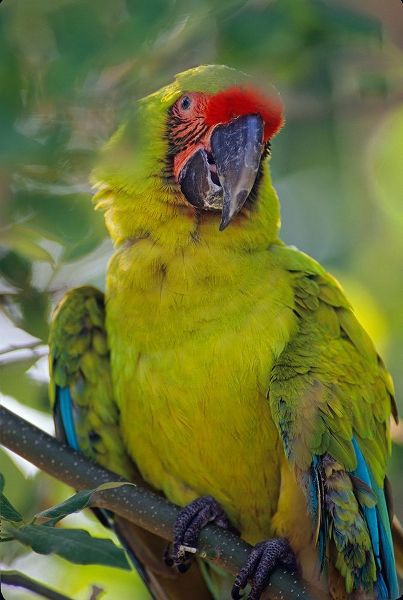 Great Green Macaw II