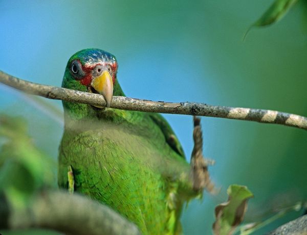 White-fronted Parrot II