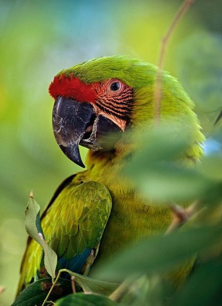 Great Green Macaw III