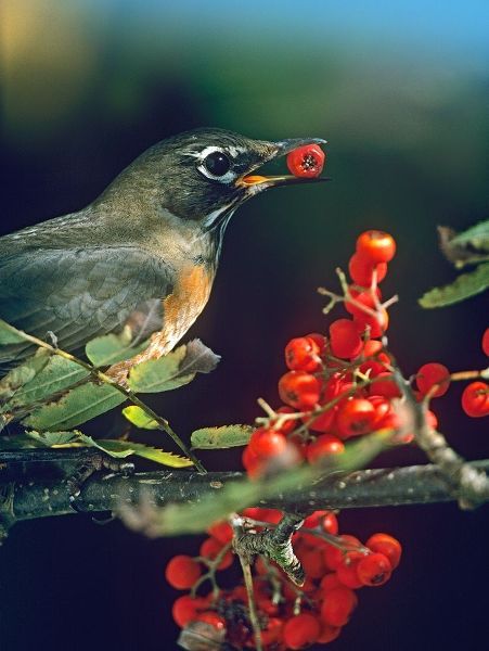 American Robin with Mountain Ash Berries
