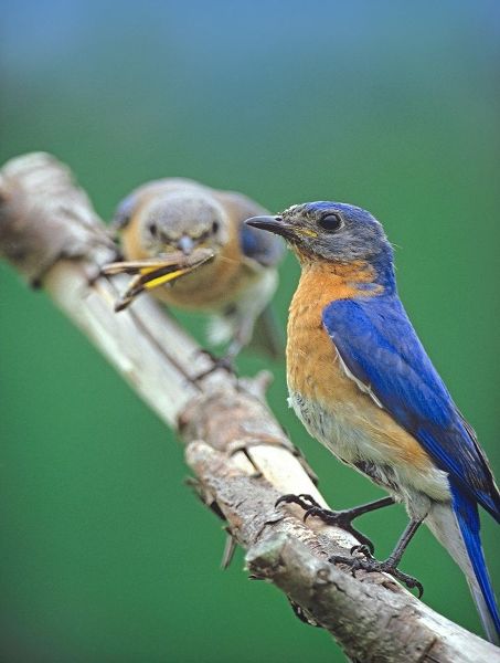 Eastern Bluebirds-male and female