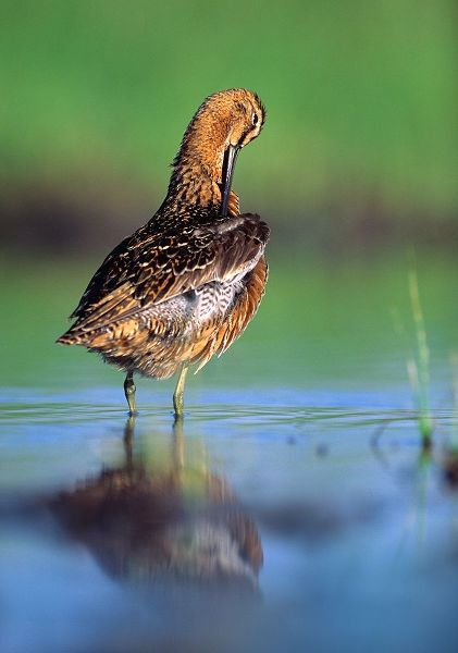 Long-billed Dowitcher Preening