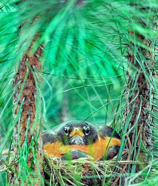 American Robin on the Nest