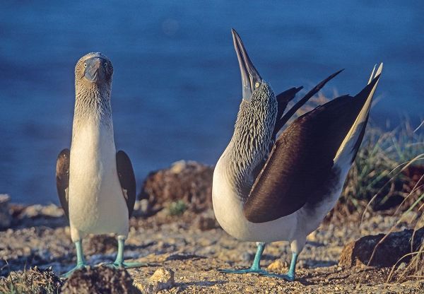 Blue-footed Boobies Courtship in Display