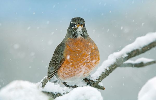 American Robin with Snow