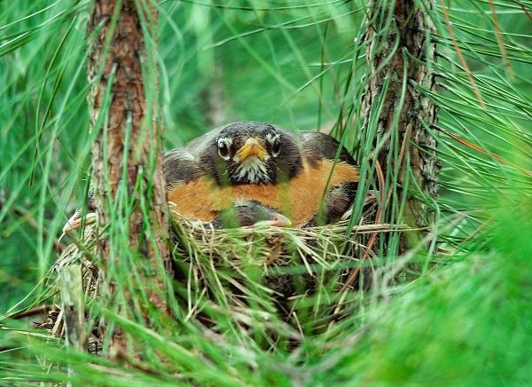 American Robin on Nest with Young