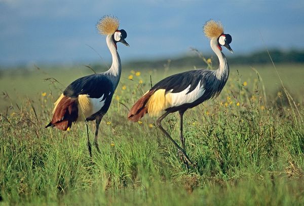 Crowned Cranes Pair
