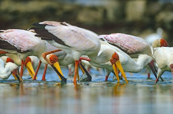 Yellow-billed Storks Feeding-Kenya
