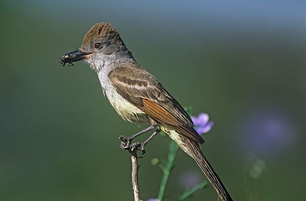 Ash-throated Flycatcher with Insect