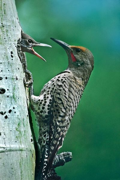 Northern Flicker Male Feeding Young