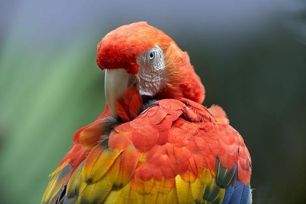 Scarlet Macaw Preening I