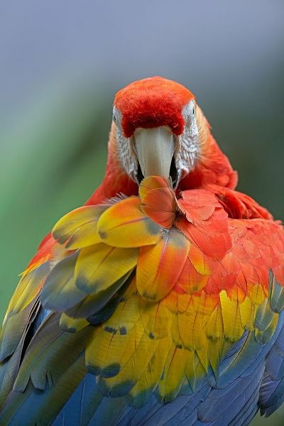 Scarlet Macaw Preening II