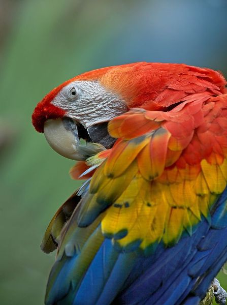 Scarlet Macaw Preening III