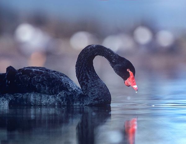 Black Swan-Vancouver-British Columbia