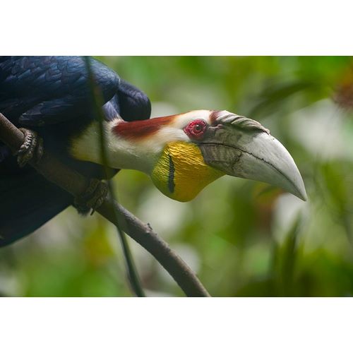 Wreathed Hornbill Malaysia I