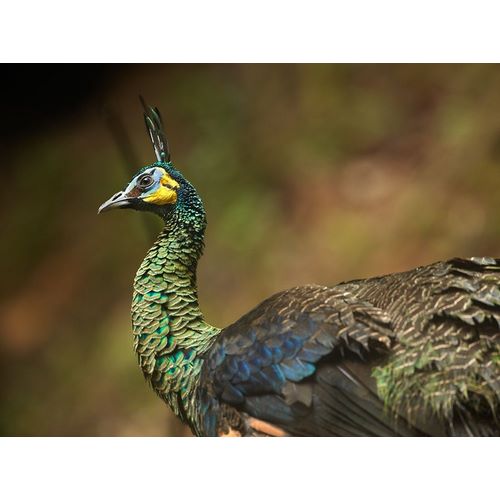 Peacock V