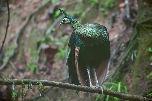 Peacock VII