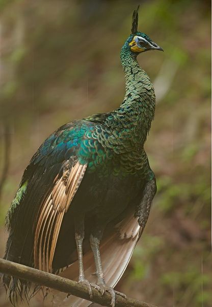 Peacock VIII