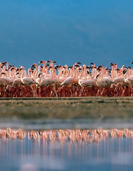 Lesser Flamingos over Lake Magadi Kenya