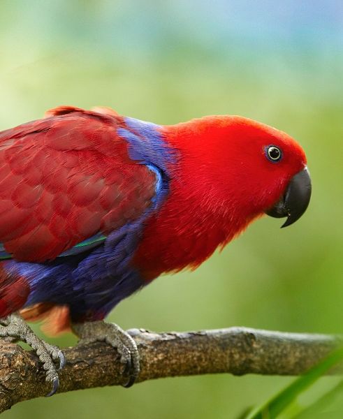 Eclectus Parrot Female