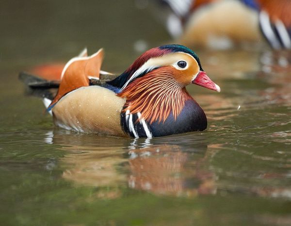 Mandarin Duck Male II