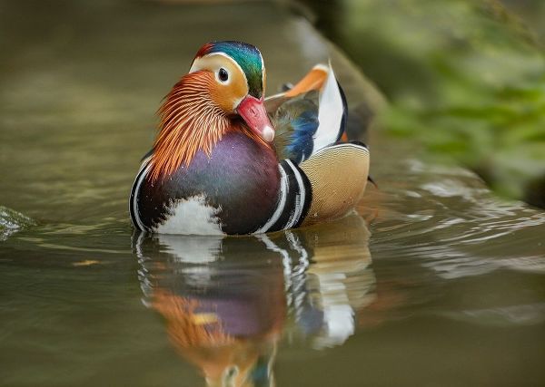 Mandarin Duck Male IV