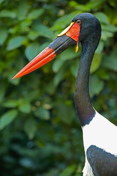 Saddle-billed Stork-Kenya III