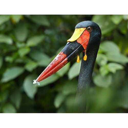 Saddle-billed Stork-Kenya IV