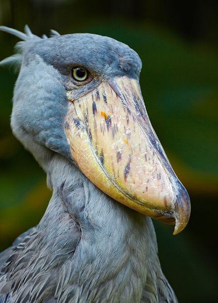 Shoe-billed Stork II