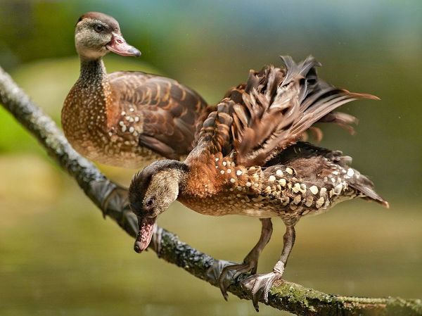 White Spotted Tree Ducks