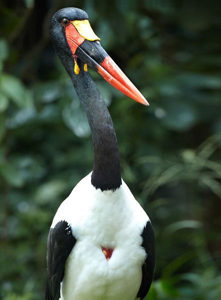 Saddle-billed Stork-Kenya