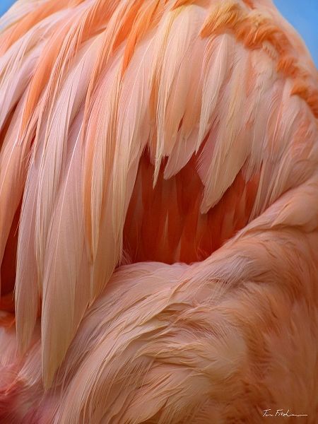 Caribbean Greater Flamingo Close-up of Back