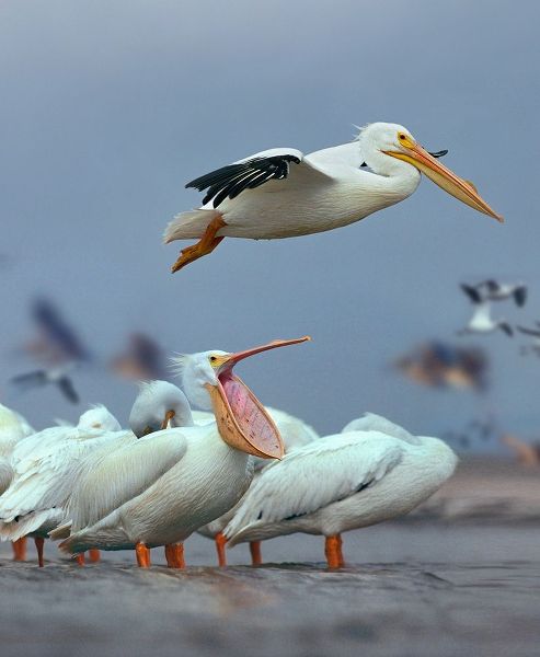 White Pelicans at Bolivar Flats-Texas
