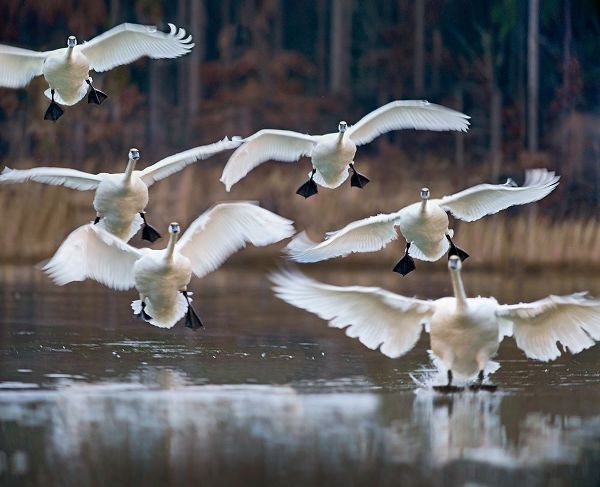 Trumpeter Swans Landing on Magness Lake-Arkansas I