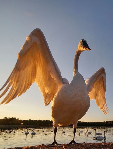 Trumpeter Swan-Magness Lake-Arkansas II
