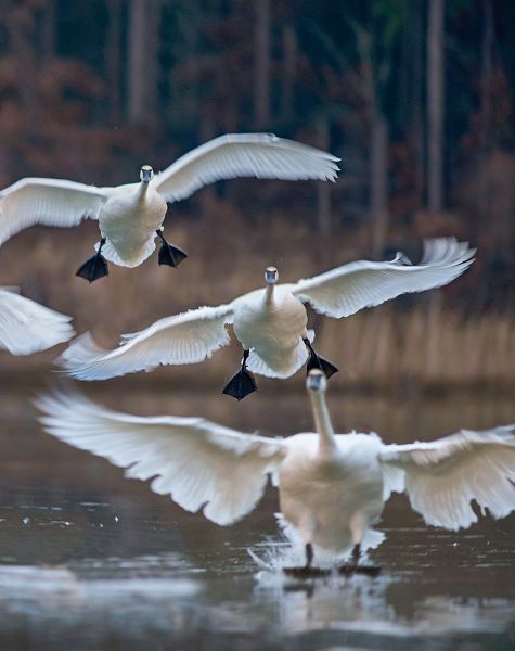 Trumpeter Swans Landing on Magness Lake-Arkansas II